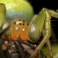 Orb-Web Spider with prey 4 